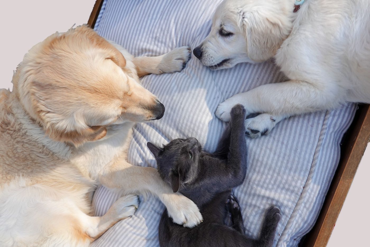 Two golden retrievers and a grey cat resting together on a bed