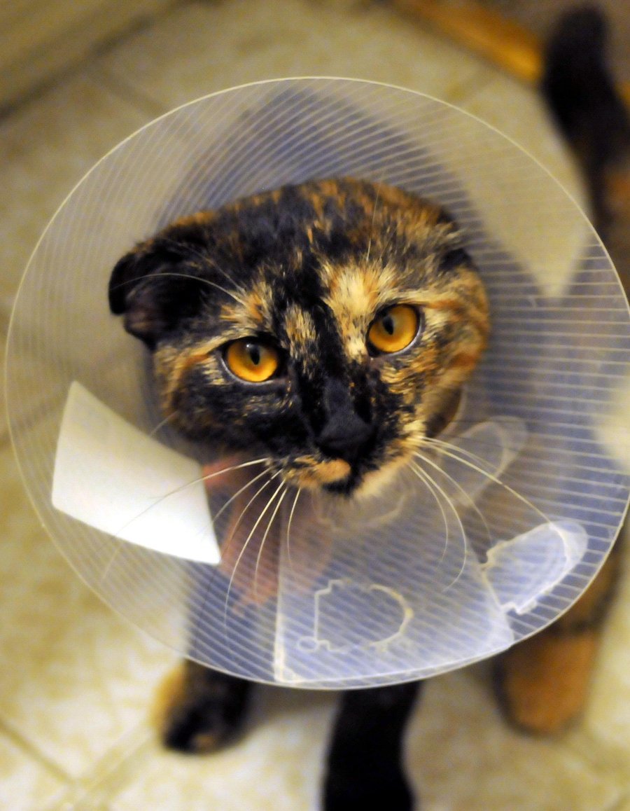 A tortoiseshell cat wearing a recovery collar after spay surgery